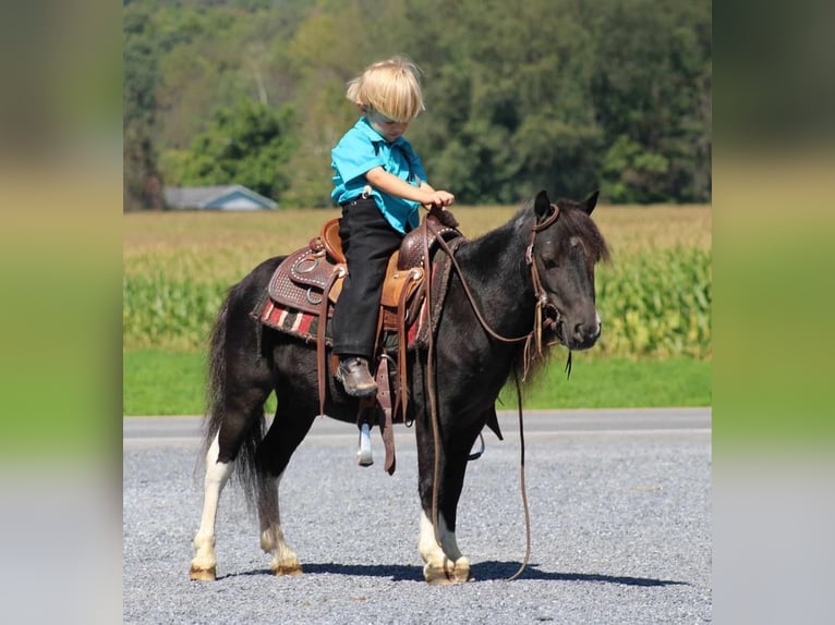 Fler ponnyer/små hästar Valack 4 år 94 cm Pinto in Rebersburg, PA