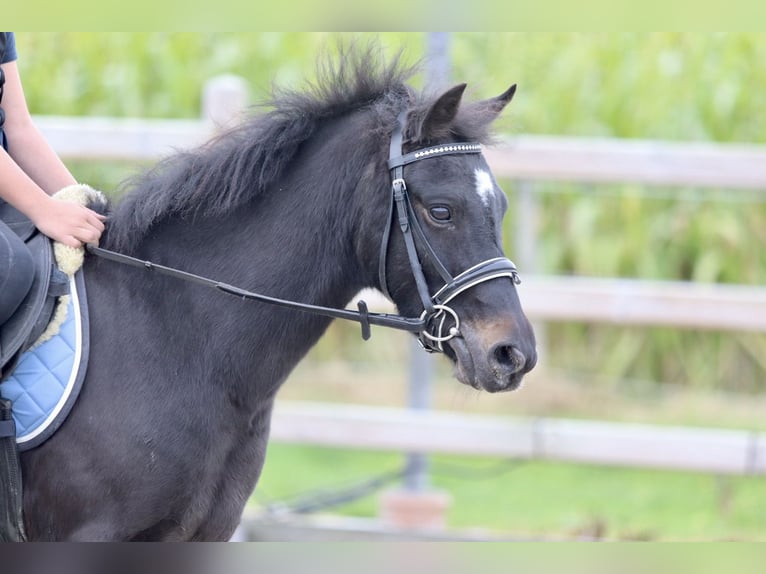 Fler ponnyer/små hästar Valack 5 år 125 cm Svart in Bogaarden