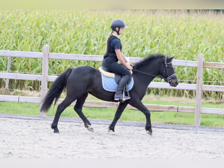 Fler ponnyer/små hästar Valack 5 år 125 cm Svart in Bogaarden