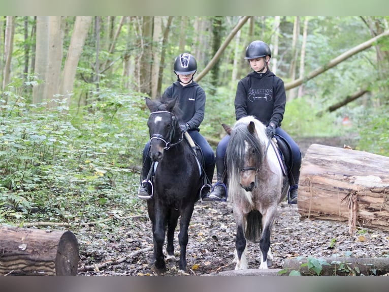 Fler ponnyer/små hästar Valack 5 år 125 cm Svart in Bogaarden