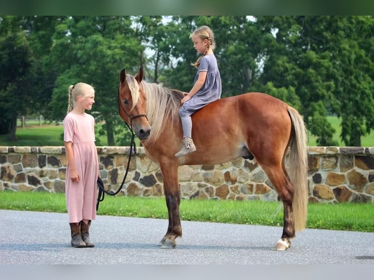 Fler ponnyer/små hästar Valack 5 år 130 cm Fux in Millerstown, PA