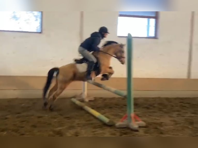 Fler ponnyer/små hästar Valack 5 år 135 cm Black in Rechnitz