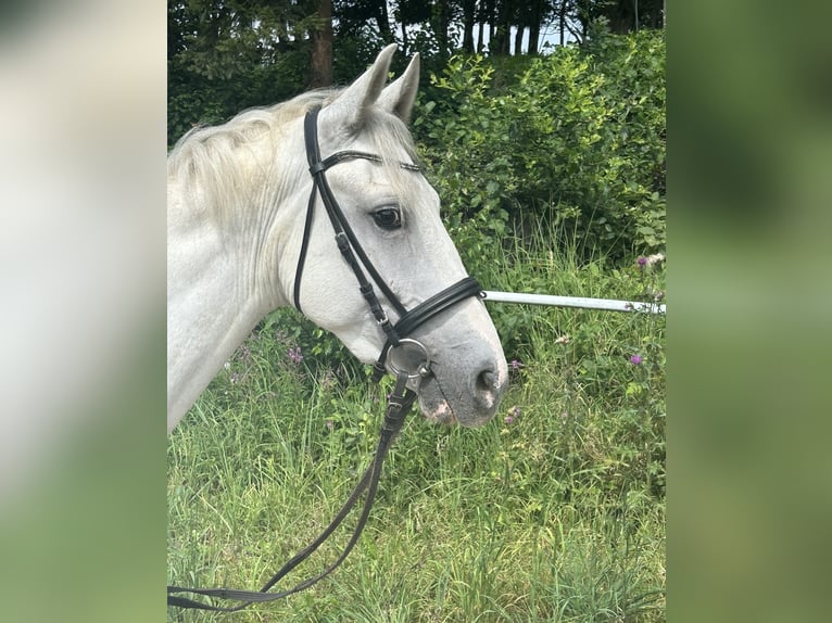 Fler ponnyer/små hästar Valack 5 år 145 cm Grå in Pelmberg