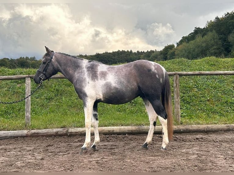 Fler ponnyer/små hästar Valack 5 år 148 cm Pinto in Wellheim