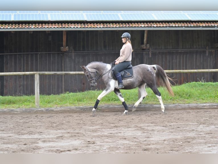 Fler ponnyer/små hästar Valack 5 år 148 cm Pinto in Wellheim