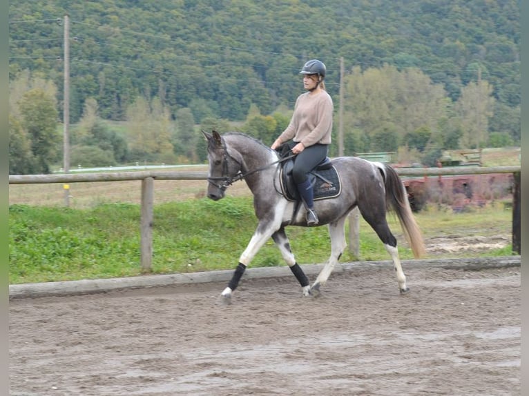 Fler ponnyer/små hästar Valack 5 år 148 cm Pinto in Wellheim