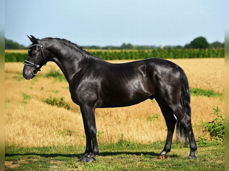 Fler ponnyer/små hästar Valack 5 år 148 cm Svart in Cegléd