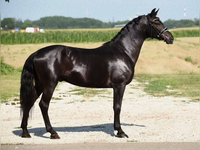 Fler ponnyer/små hästar Valack 5 år 148 cm Svart in Cegléd