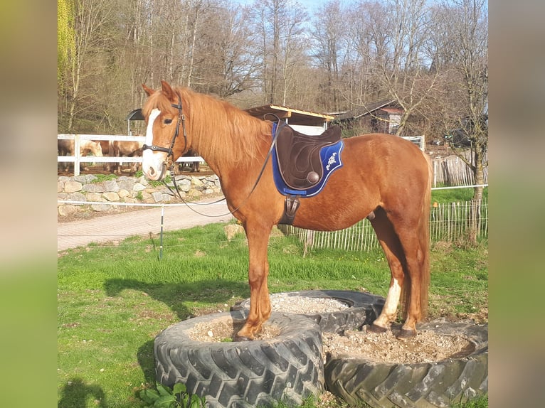 Fler ponnyer/små hästar Valack 5 år 150 cm fux in Bayerbach