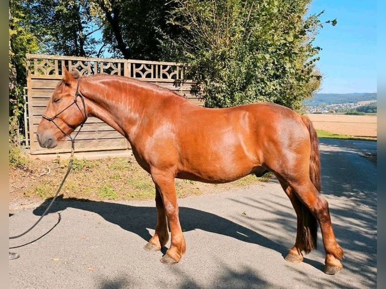 Fler ponnyer/små hästar Valack 5 år 150 cm fux in Bad Camberg