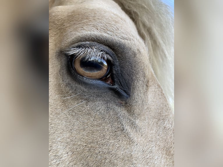 Fler ponnyer/små hästar Blandning Valack 5 år 150 cm Palomino in Gescher