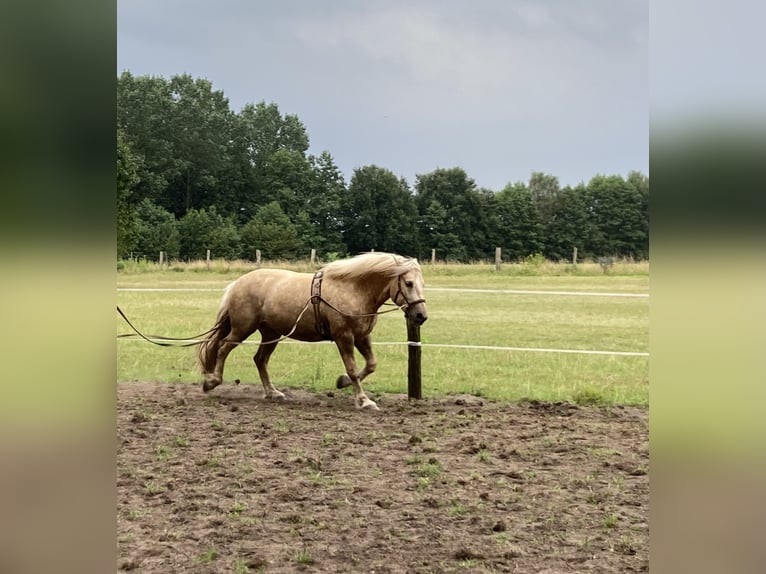 Fler ponnyer/små hästar Blandning Valack 5 år 150 cm Palomino in Gescher