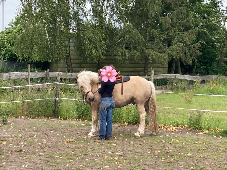 Fler ponnyer/små hästar Blandning Valack 5 år 150 cm Palomino in Gescher