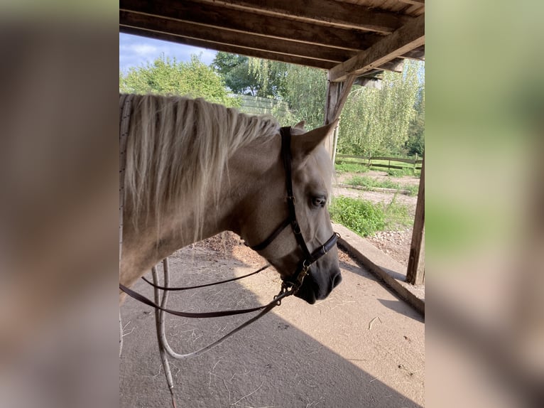 Fler ponnyer/små hästar Blandning Valack 5 år 150 cm Palomino in Gescher