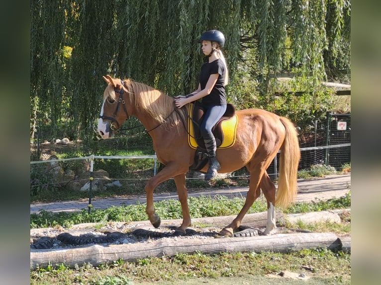 Fler ponnyer/små hästar Valack 5 år 152 cm fux in Bayerbach