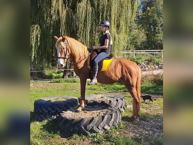 Fler ponnyer/små hästar Valack 5 år 152 cm fux in Bayerbach