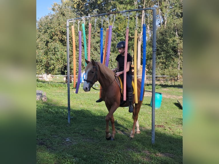 Fler ponnyer/små hästar Valack 5 år 152 cm fux in Bayerbach