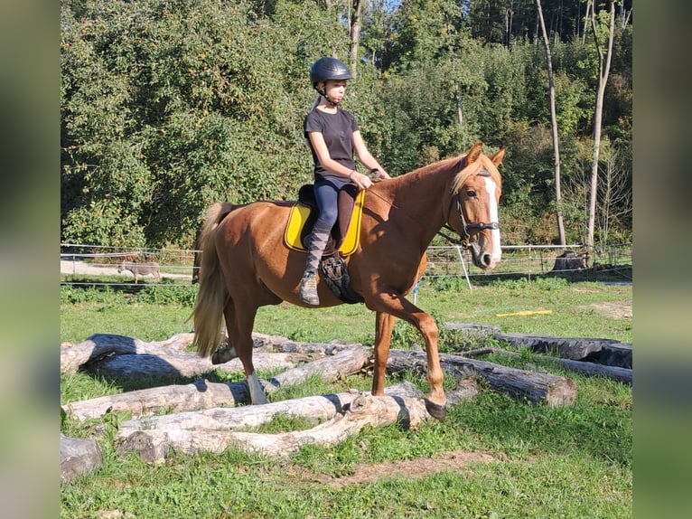 Fler ponnyer/små hästar Valack 5 år 152 cm fux in Bayerbach