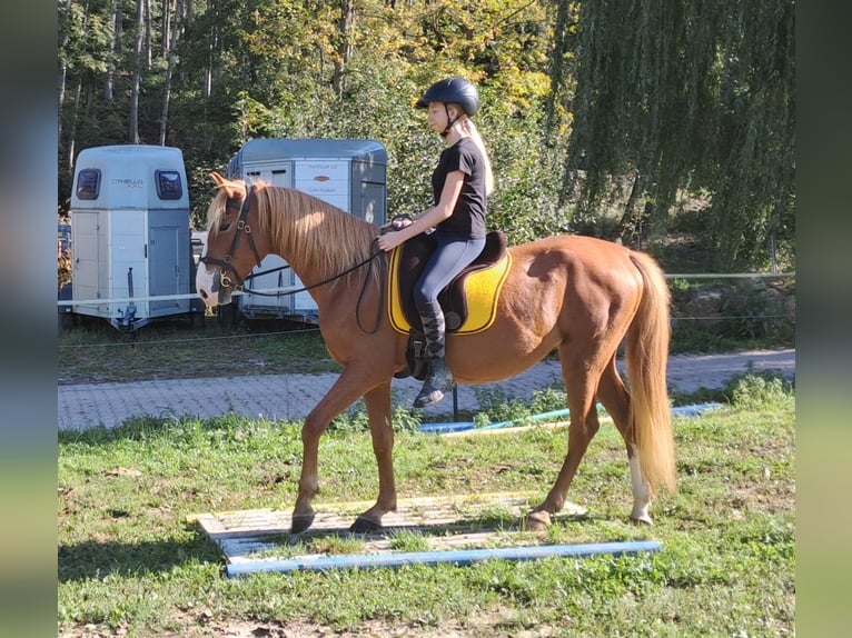 Fler ponnyer/små hästar Valack 5 år 152 cm fux in Bayerbach