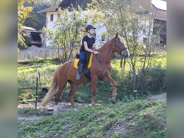 Fler ponnyer/små hästar Valack 5 år 152 cm fux in Bayerbach