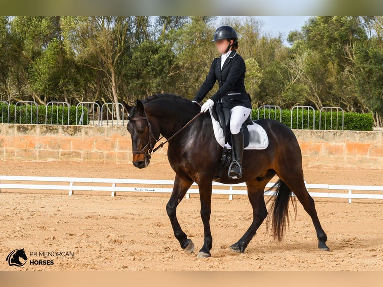 Fler ponnyer/små hästar Valack 5 år 152 cm Mörkbrun in Menorca
