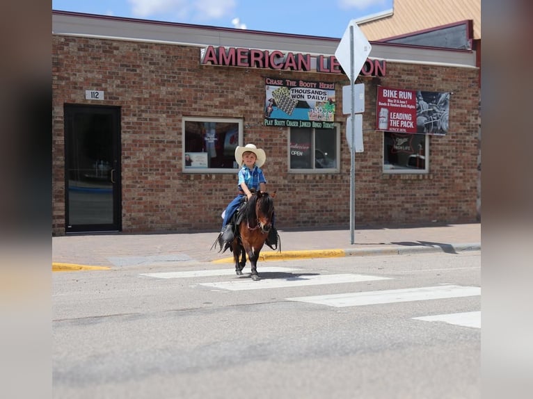 Fler ponnyer/små hästar Valack 5 år 81 cm Brun in Fergus Falls, MN