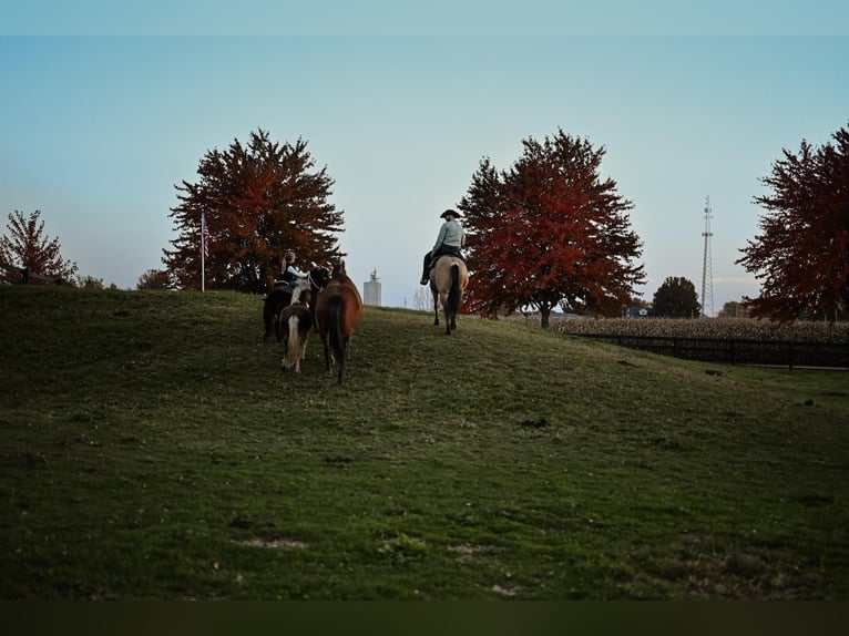 Fler ponnyer/små hästar Valack 5 år 89 cm Brun in Dalton, OH