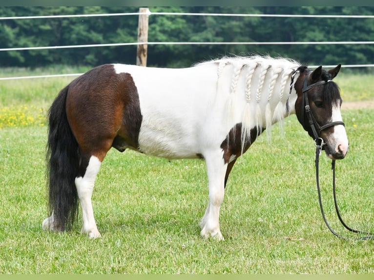 Fler ponnyer/små hästar Valack 5 år 91 cm in Strasburg, OH