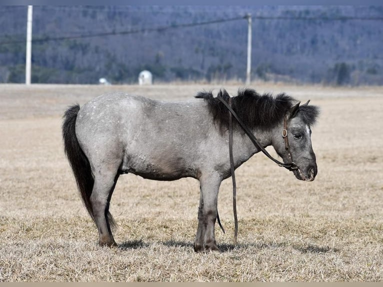 Fler ponnyer/små hästar Valack 5 år 99 cm in Rebersburg, PA