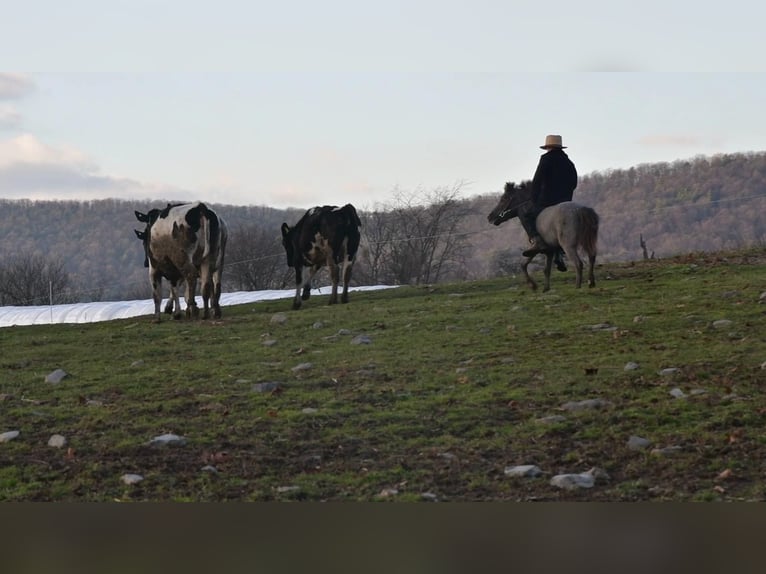 Fler ponnyer/små hästar Valack 5 år 99 cm in Rebersburg, PA