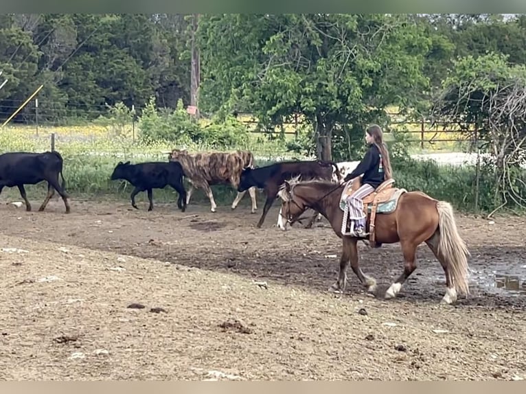 Fler ponnyer/små hästar Valack 5 år Brun in Stephenville, TX