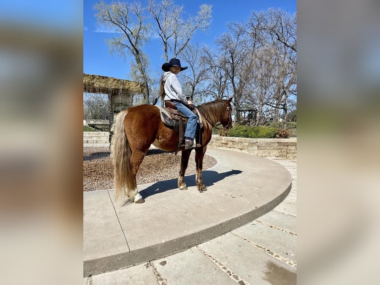 Fler ponnyer/små hästar Valack 5 år Brun in Stephenville, TX