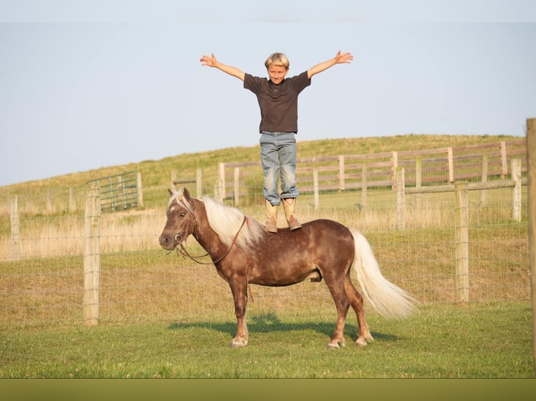 Fler ponnyer/små hästar Valack 5 år Palomino in Fresno