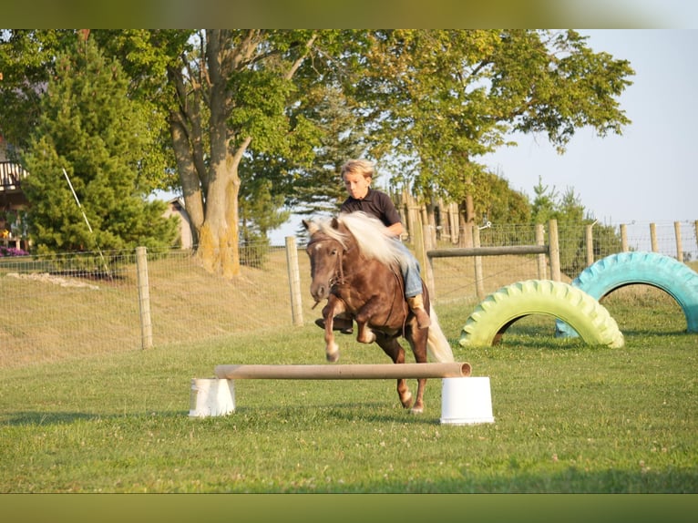 Fler ponnyer/små hästar Valack 5 år Palomino in Fresno