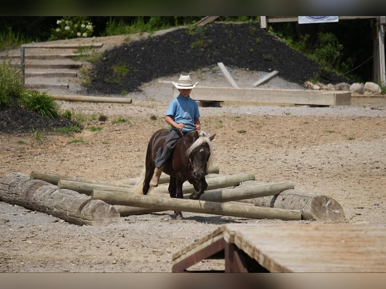 Fler ponnyer/små hästar Valack 5 år Palomino in Fresno