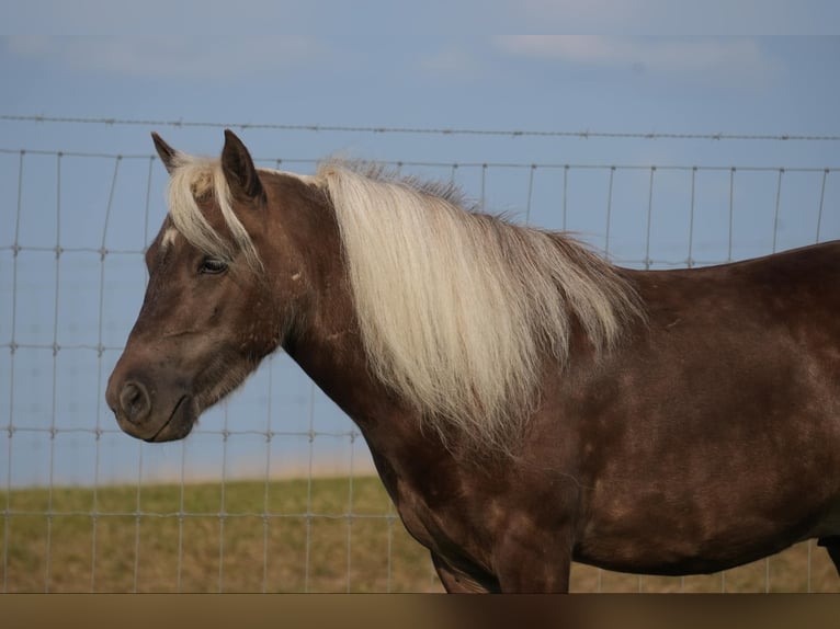 Fler ponnyer/små hästar Valack 5 år Palomino in Fresno