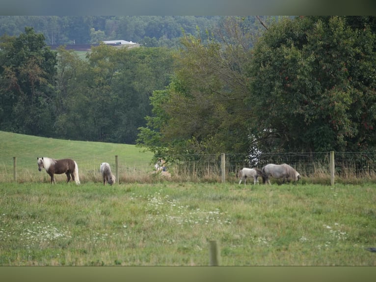 Fler ponnyer/små hästar Valack 5 år Palomino in Fresno