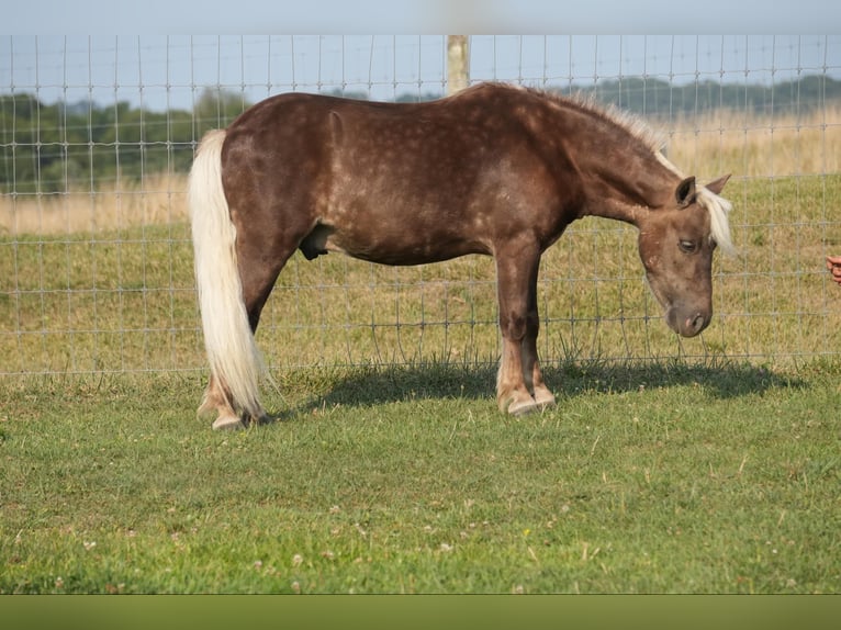 Fler ponnyer/små hästar Valack 5 år Palomino in Fresno