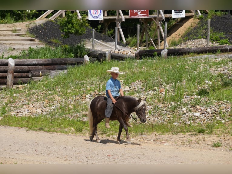 Fler ponnyer/små hästar Valack 5 år Palomino in Fresno