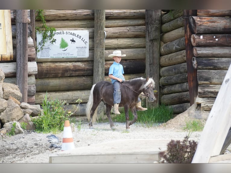 Fler ponnyer/små hästar Valack 5 år Palomino in Fresno