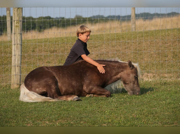 Fler ponnyer/små hästar Valack 5 år Palomino in Fresno