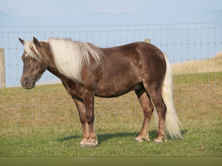 Fler ponnyer/små hästar Valack 5 år Palomino in Fresno