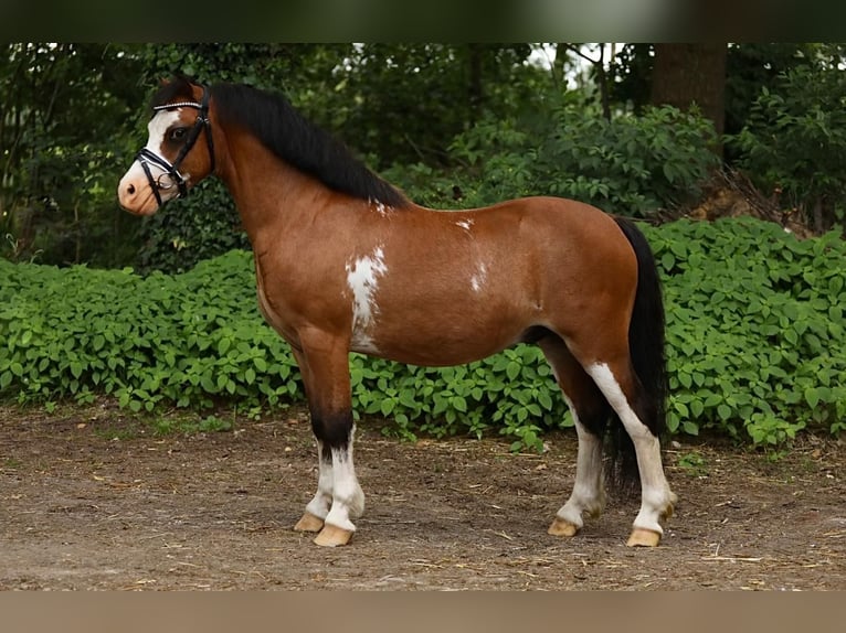 Fler ponnyer/små hästar Valack 6 år 114 cm Brun in GROTE-BROGEL