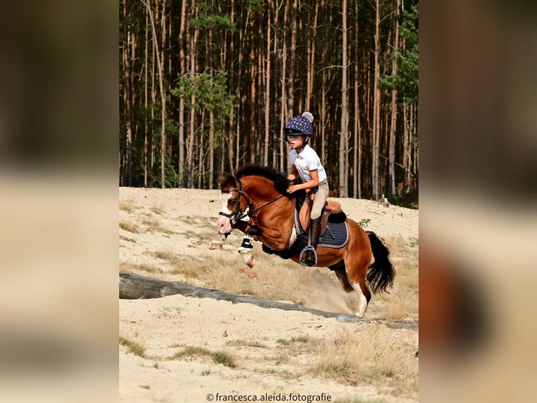 Fler ponnyer/små hästar Valack 6 år 114 cm Brun in GROTE-BROGEL