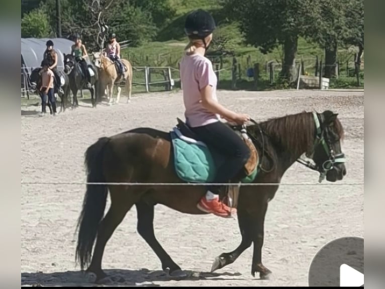 Fler ponnyer/små hästar Valack 6 år 115 cm Mörkbrun in Ledenitzen