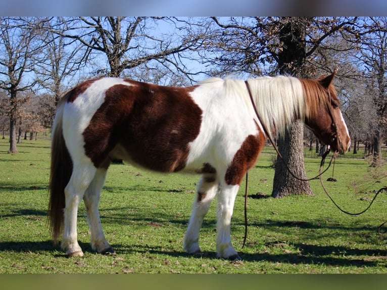 Fler ponnyer/små hästar Valack 6 år 132 cm Fux in Lipan