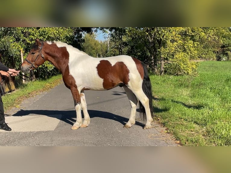 Fler ponnyer/små hästar Valack 6 år 138 cm Pinto in Rechnitz