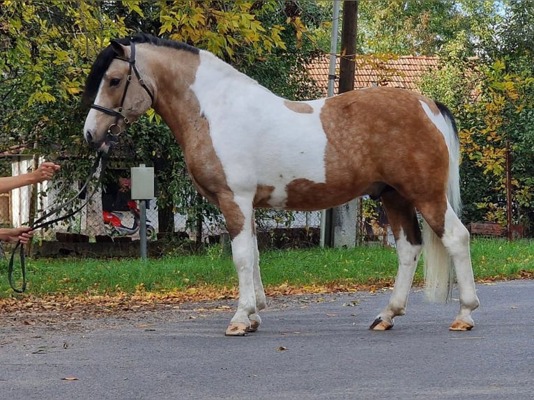 Fler ponnyer/små hästar Valack 6 år 138 cm Pinto in Rechnitz