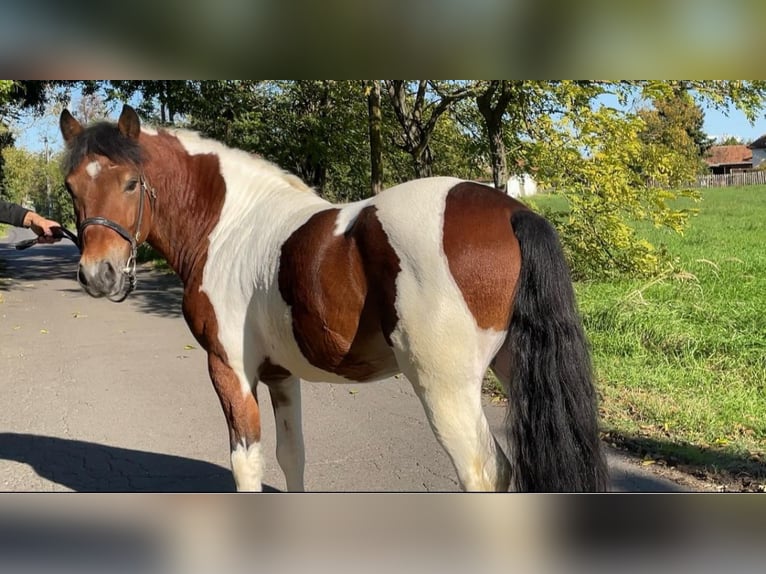 Fler ponnyer/små hästar Valack 6 år 138 cm Pinto in Rechnitz