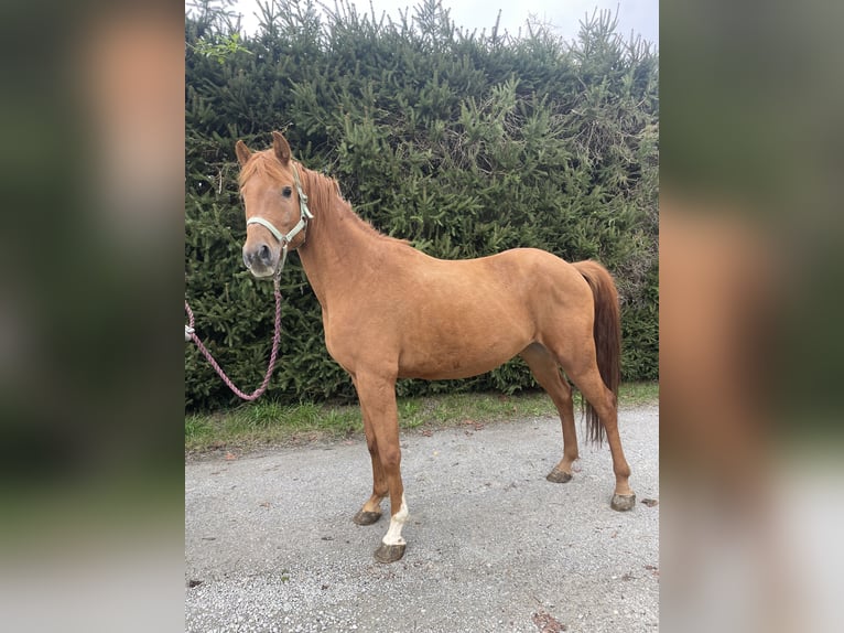 Fler ponnyer/små hästar Blandning Valack 6 år 140 cm fux in Triftern